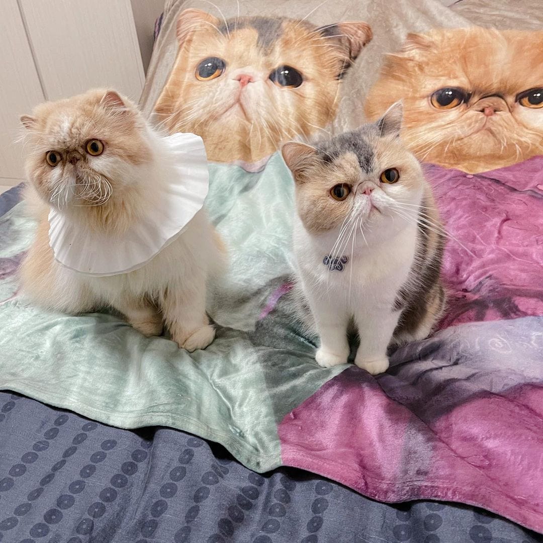 The Sisters - Custom Pet Blanket
