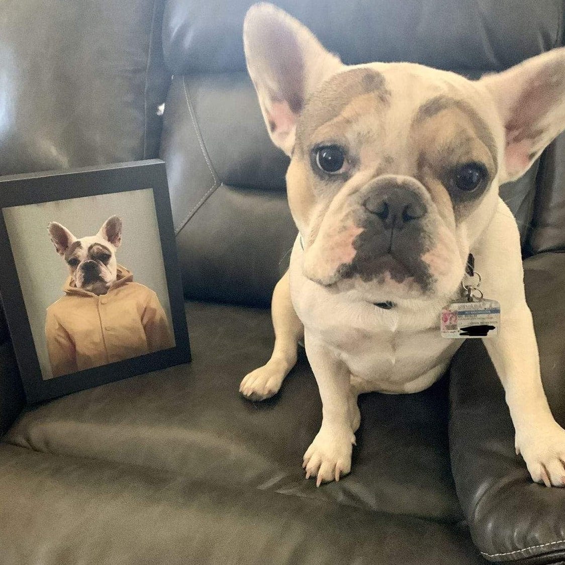 Custom Royal and Paws Halloween Pet Portrait