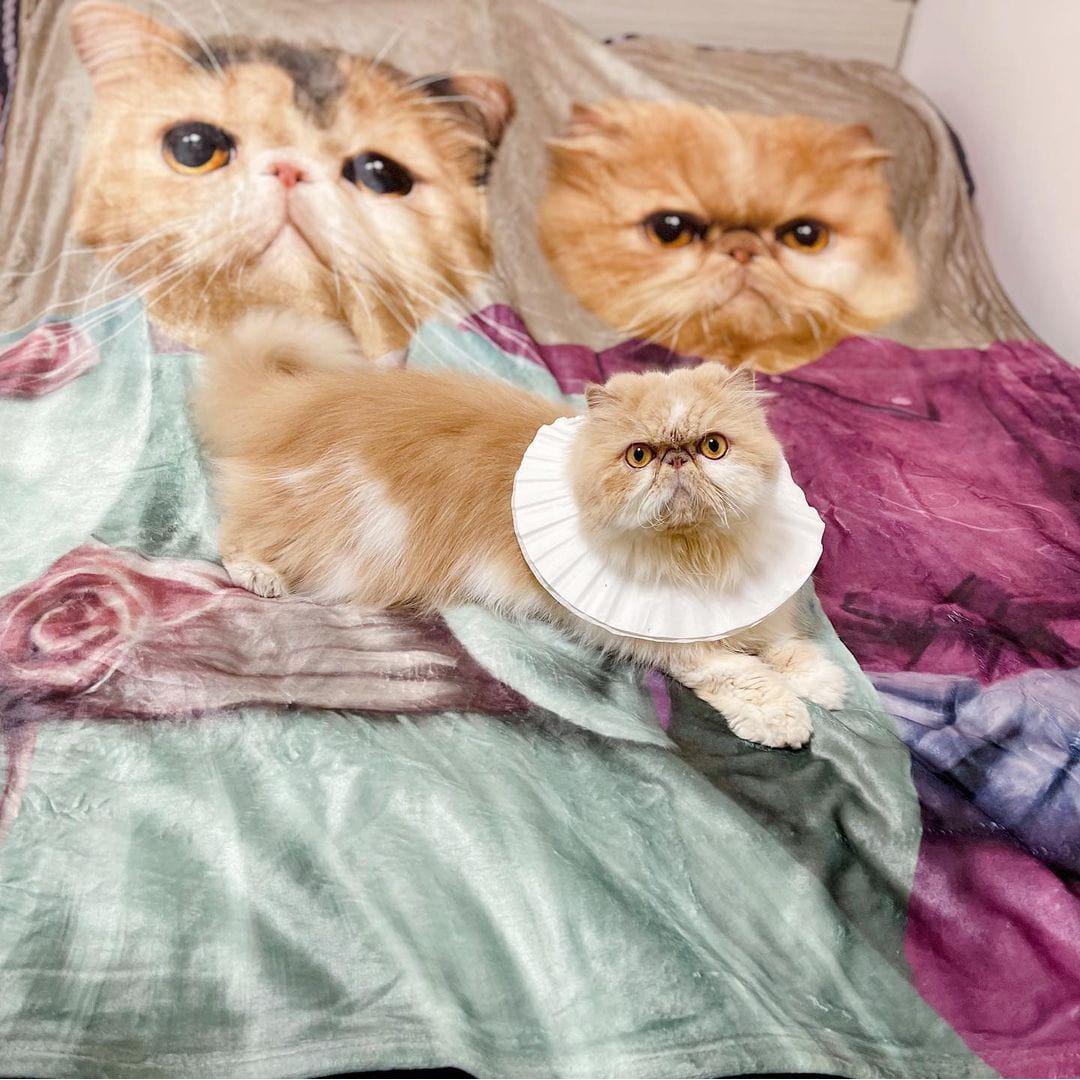 The Sisters - Custom Pet Blanket