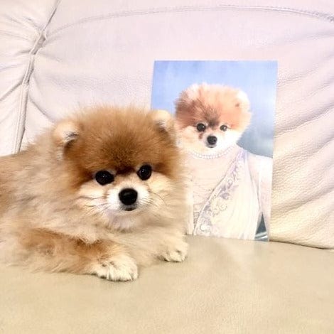 The Ballerina - Custom Pet Canvas