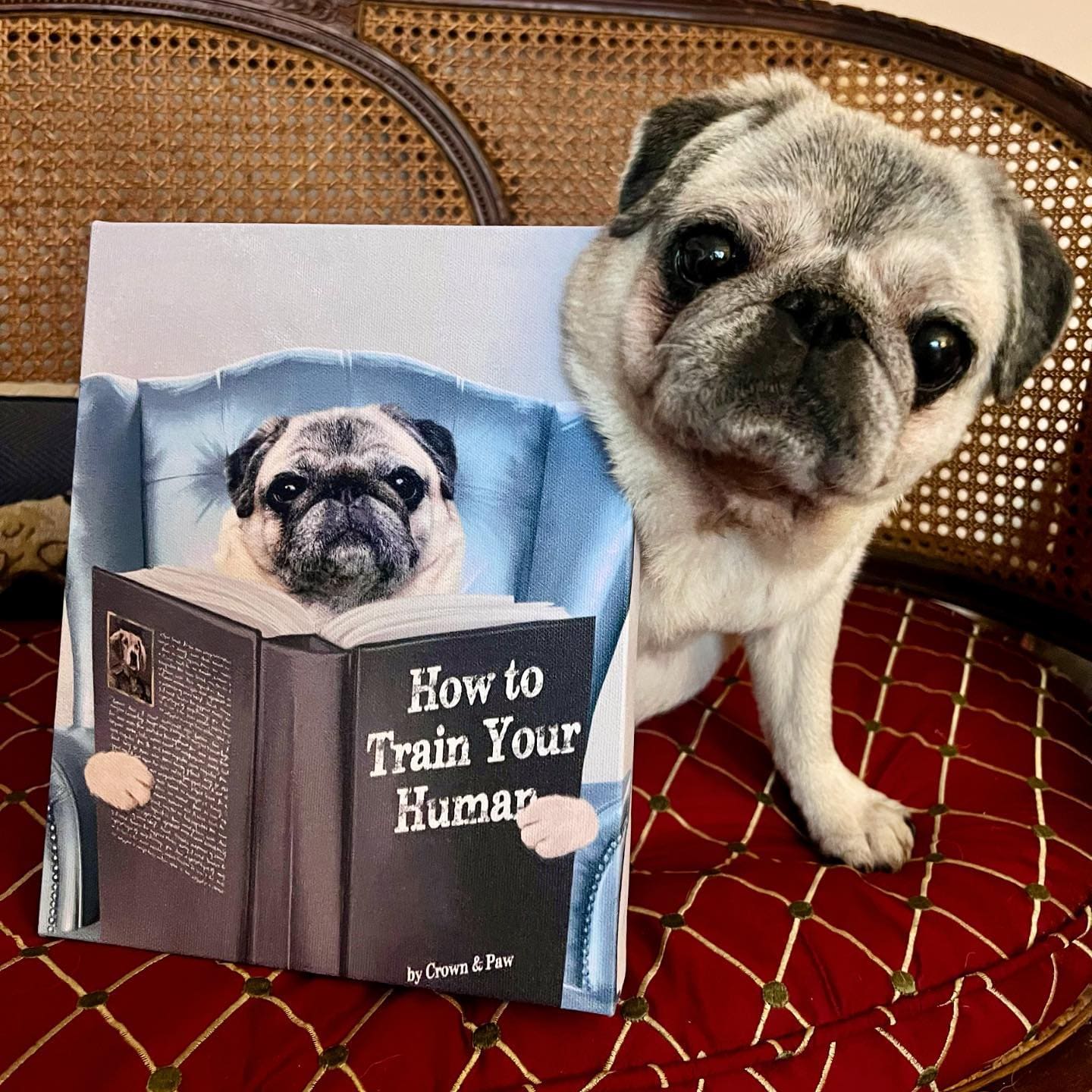 Custom Pet Reading a Book Portrait - Framed Poster