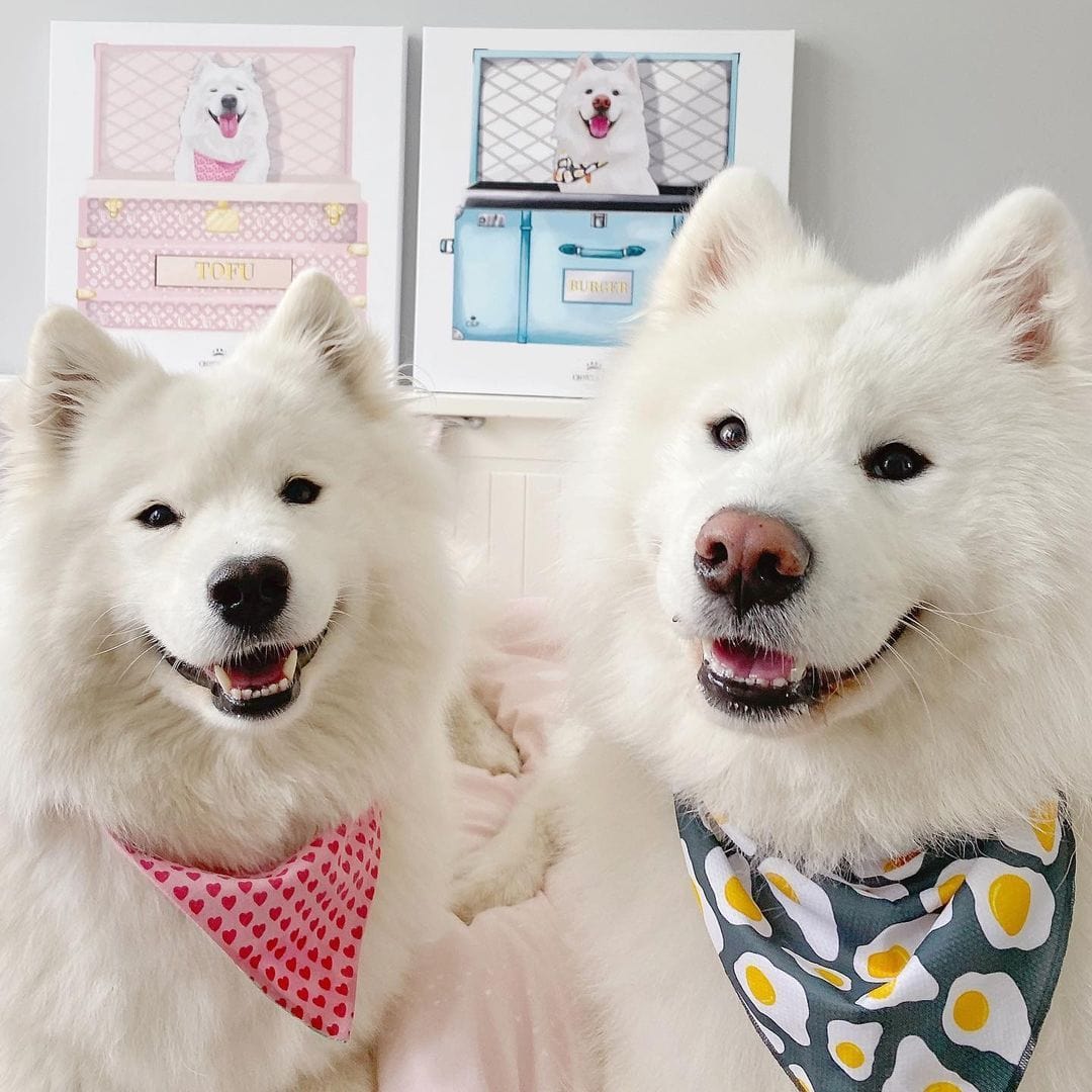 Baby Blue Luxury Trunk Pet Portrait