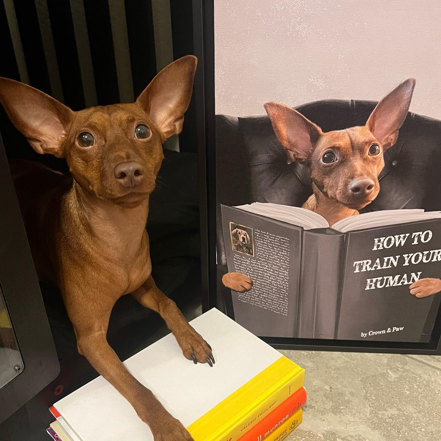 Custom Pet Reading a Book Portrait - Framed Poster