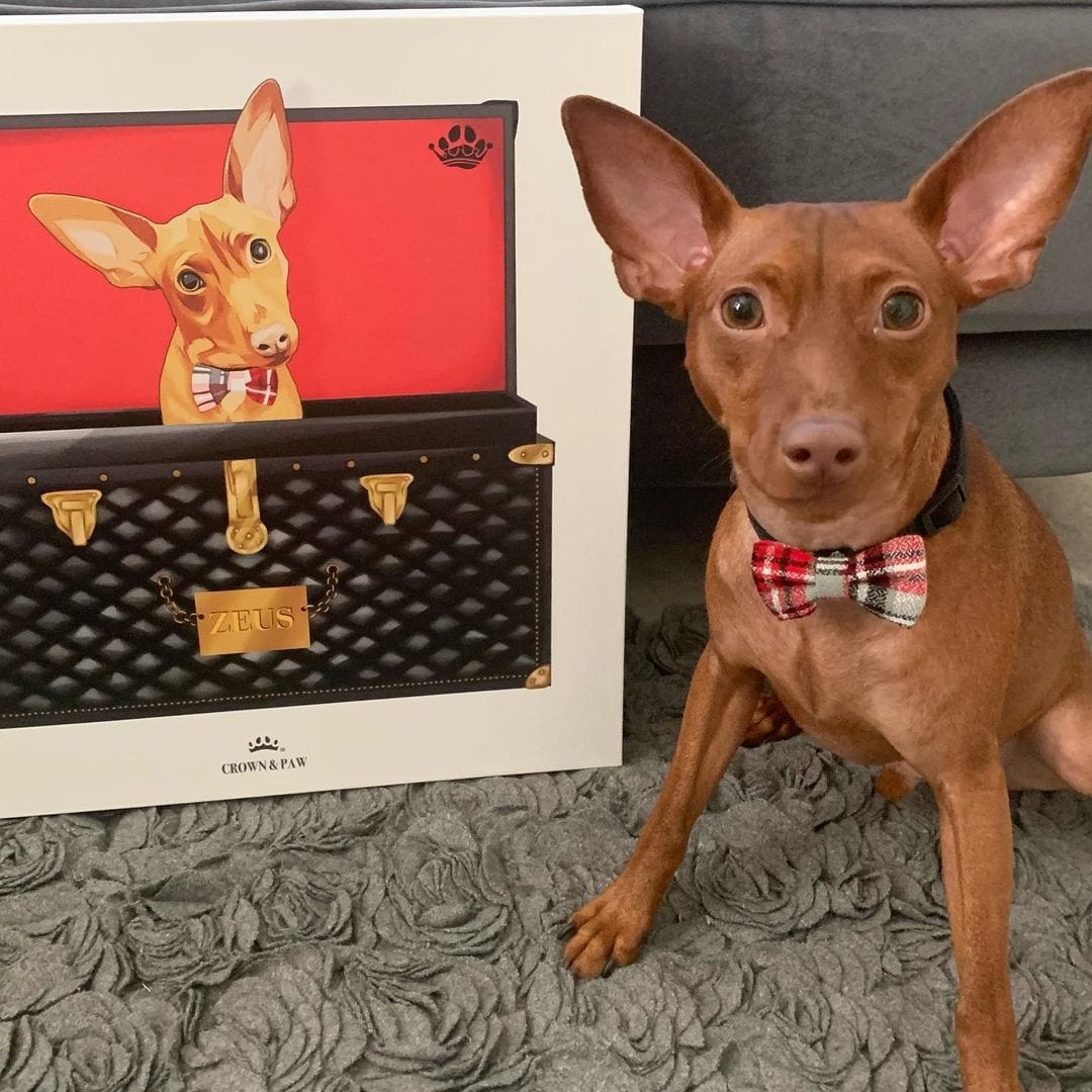 Black and Gold Luxury Trunk Pet Portrait